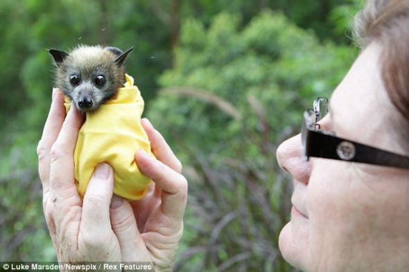 澳洲洪水波及动物致大量蝙蝠沦为孤儿