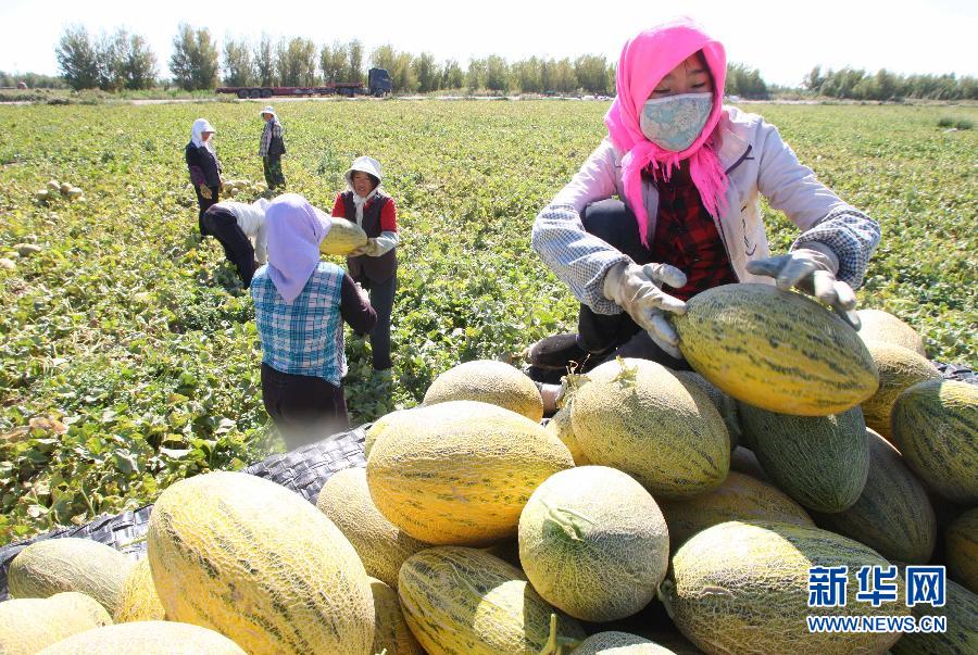 新疆哈密瓜与黄金瓜成熟上市