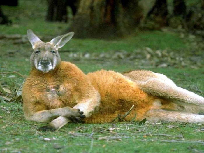 猩猩戒烟大象戴隐形眼镜 盘点全球动物搞笑图片_云南网