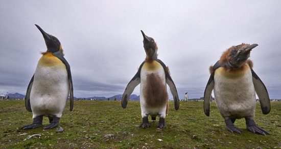 俄摄影师拍20万帝企鹅褪毛全过程