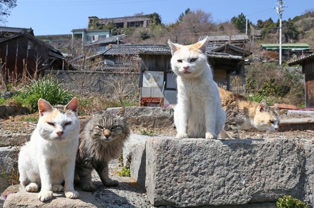 探访日本"猫岛"猫咪的幸福生活