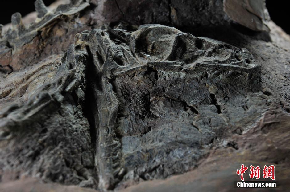 云南发现亚洲首具腔骨龙类恐龙新属种化石
