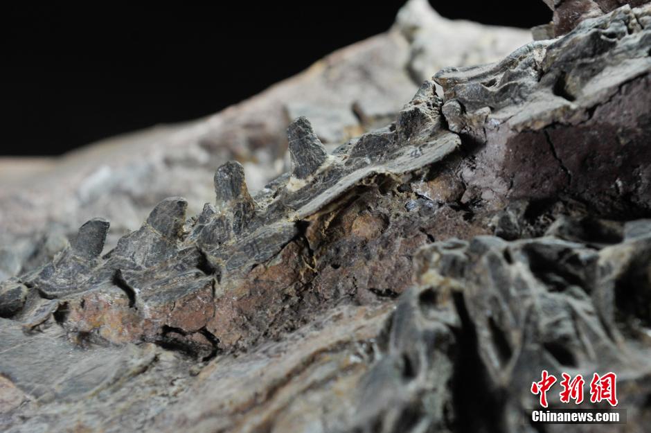 云南发现亚洲首具腔骨龙类恐龙新属种化石