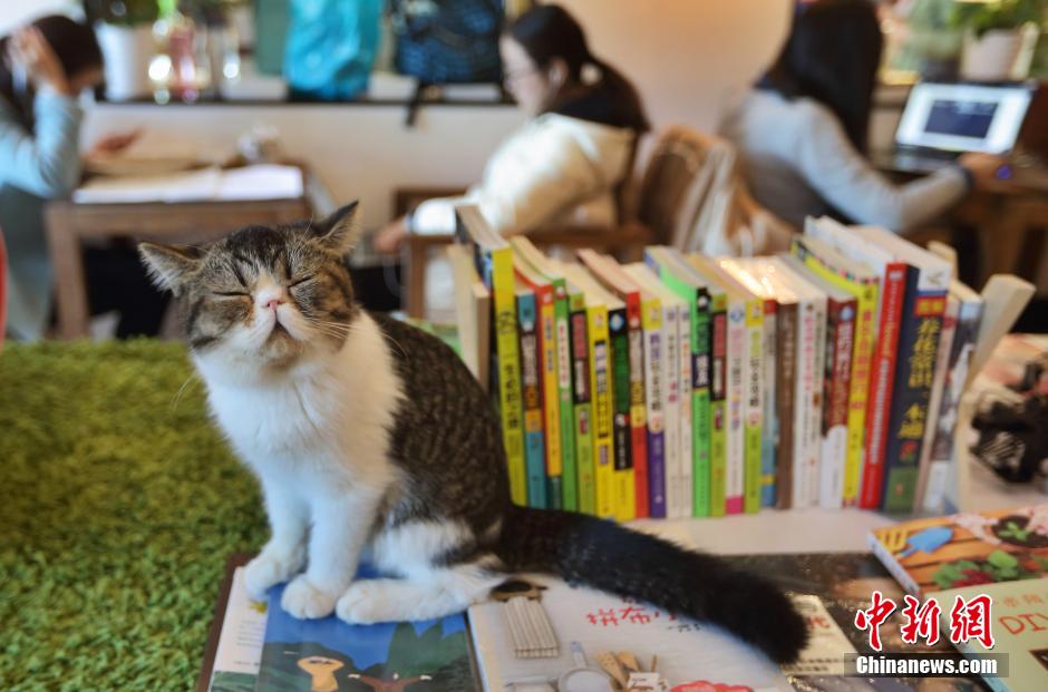 猫咪书店亮相南京 品咖啡看图书见“喵星人” 猫咪书店亮相南京 品咖啡看图书见“喵星人”