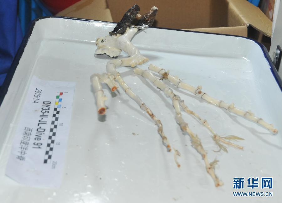 探秘印度洋海底热液区生物 探秘印度洋海底热液区生物