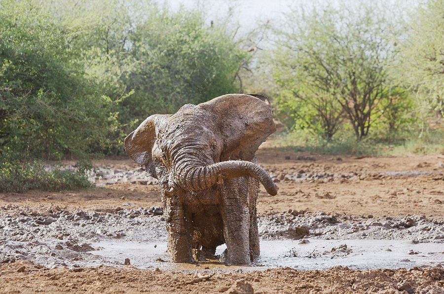 南非大象泥潭摸爬打滚洗泥巴浴