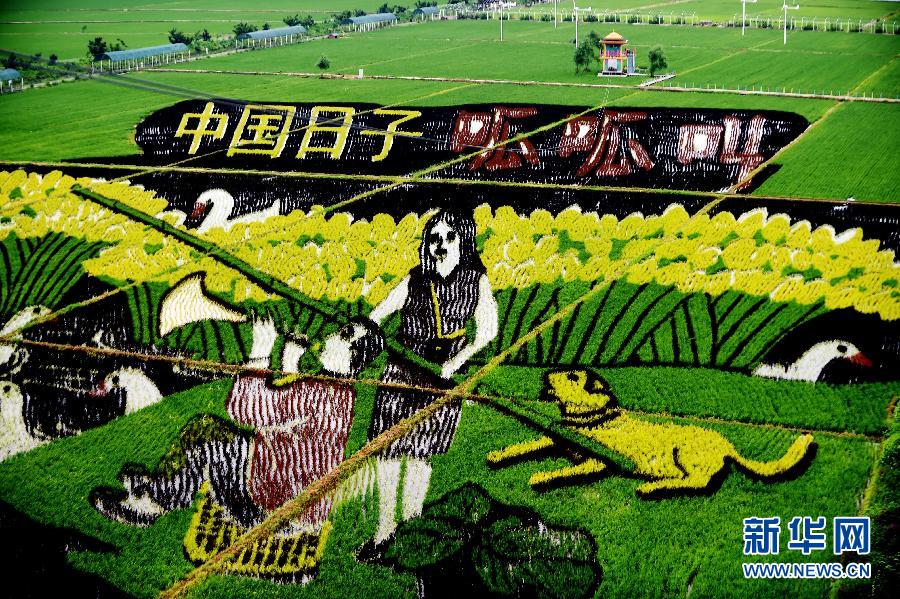 (社会)(1)巨幅稻田画亮相沈阳