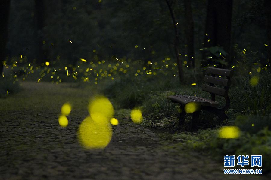 #CHINA-JIANGSU-FIREFLIES (CN)