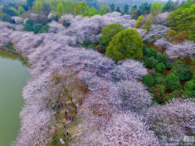 航拍长沙800亩樱花园