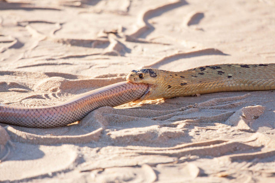 摄影师南非拍眼镜蛇捕食同类 艰难吞咽吃了近