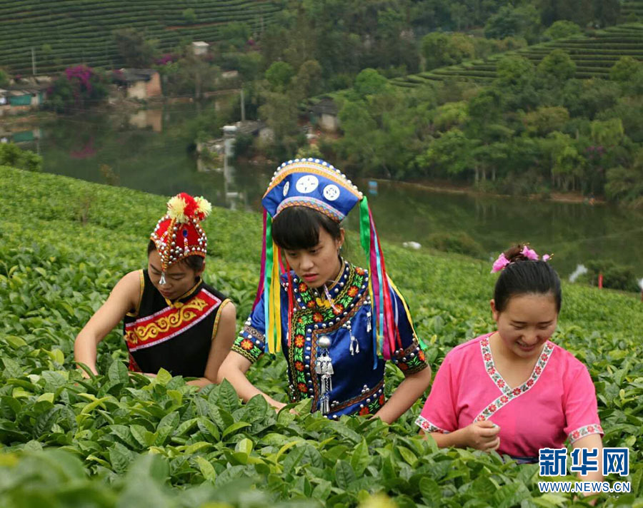 图为少数民族群众在有机生态茶园内采摘春茶.喜超 摄