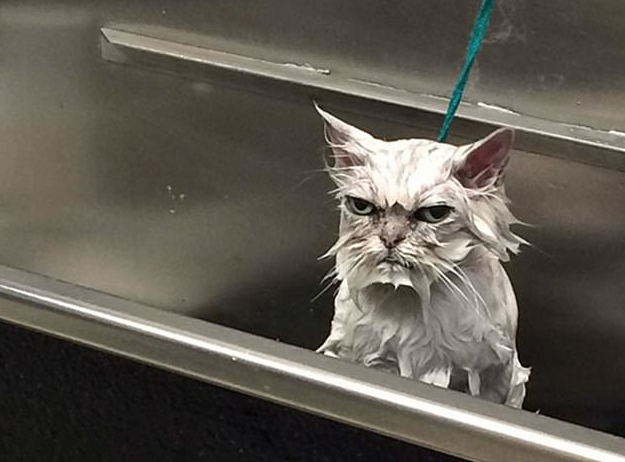 生无可恋!一大波动物界表情包来袭_云南网