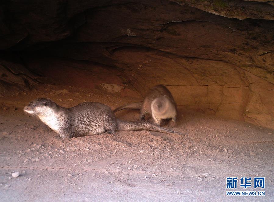 （环境·图文互动）（3）三江源地区欧亚水獭频现