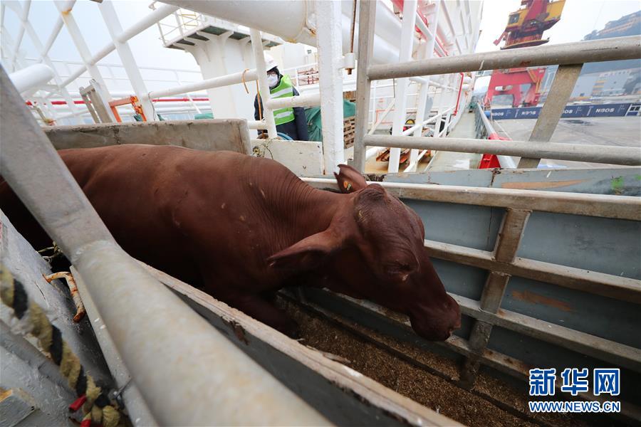 #（经济）（3）首批澳大利亚肉牛运抵浙江
