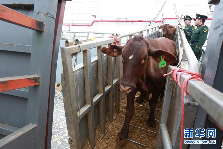 #（经济）（4）首批澳大利亚肉牛运抵浙江