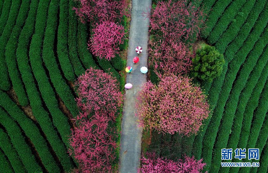 （美丽中国）（4）福建：茶园樱花绿映红