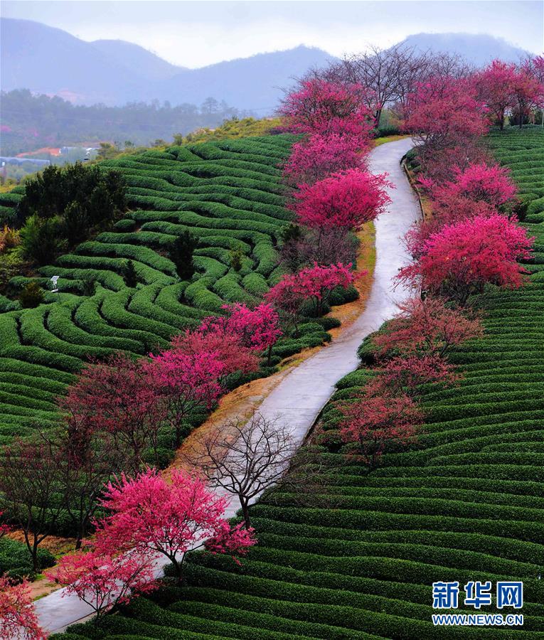 （美丽中国）（5）福建：茶园樱花绿映红
