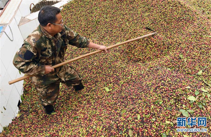 （新春走基层）（2）云南宁洱：咖啡种植产业带动山区农民脱贫增收