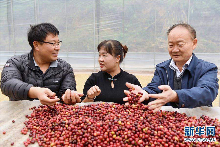 （新春走基层）（4）云南宁洱：咖啡种植产业带动山区农民脱贫增收