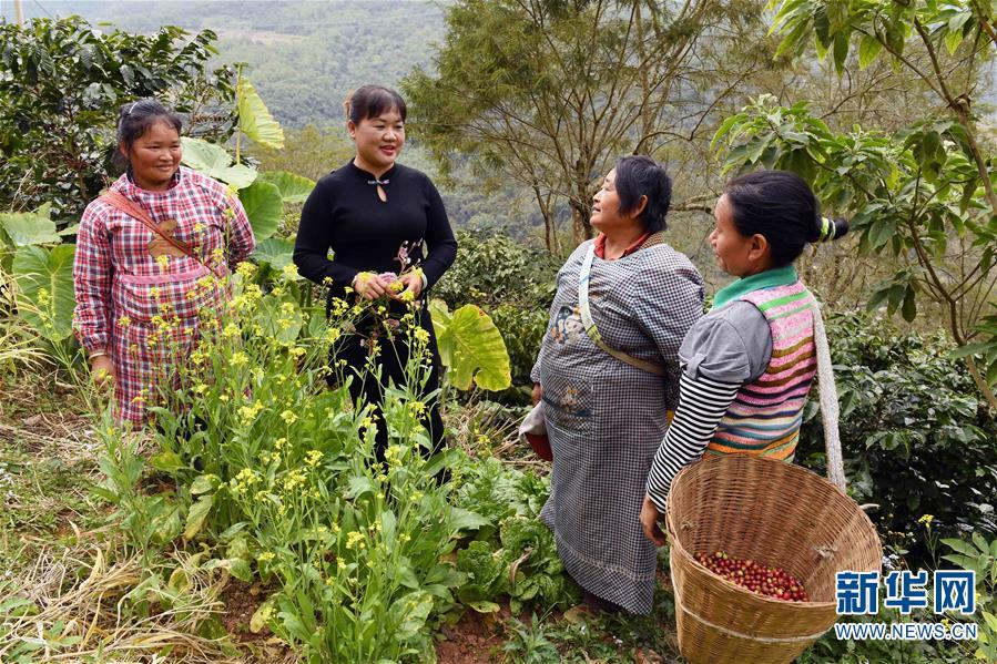 （新春走基层）（5）云南宁洱：咖啡种植产业带动山区农民脱贫增收