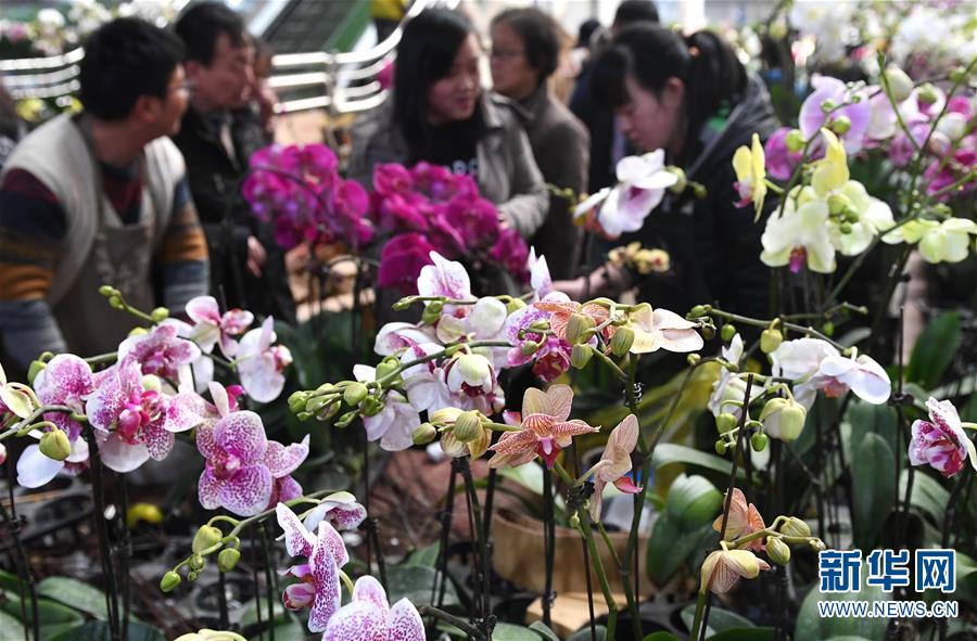 （社会）（3）云南大批鲜花上市 花卉市场迎交易高峰
