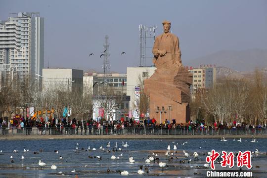 春节期间新疆库尔勒群众观赏天鹅开心过年