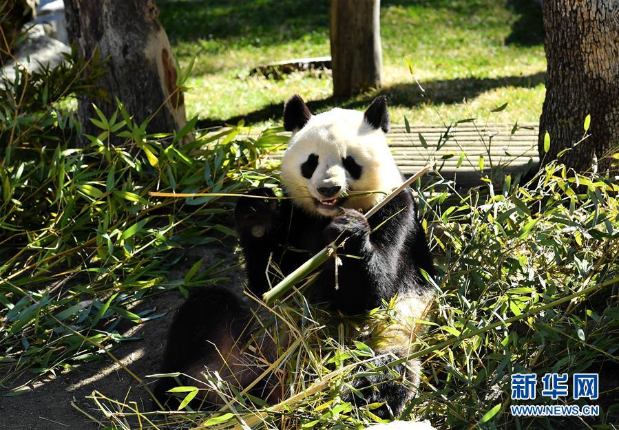 （国际）（2）中西两国续签大熊猫合作研究协议