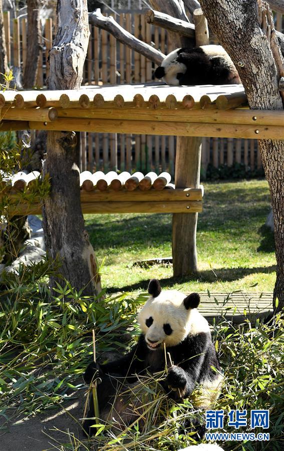 （国际）（3）中西两国续签大熊猫合作研究协议