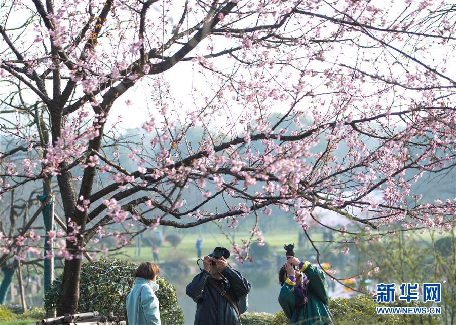 （社会）（1）武汉东湖樱花节开幕