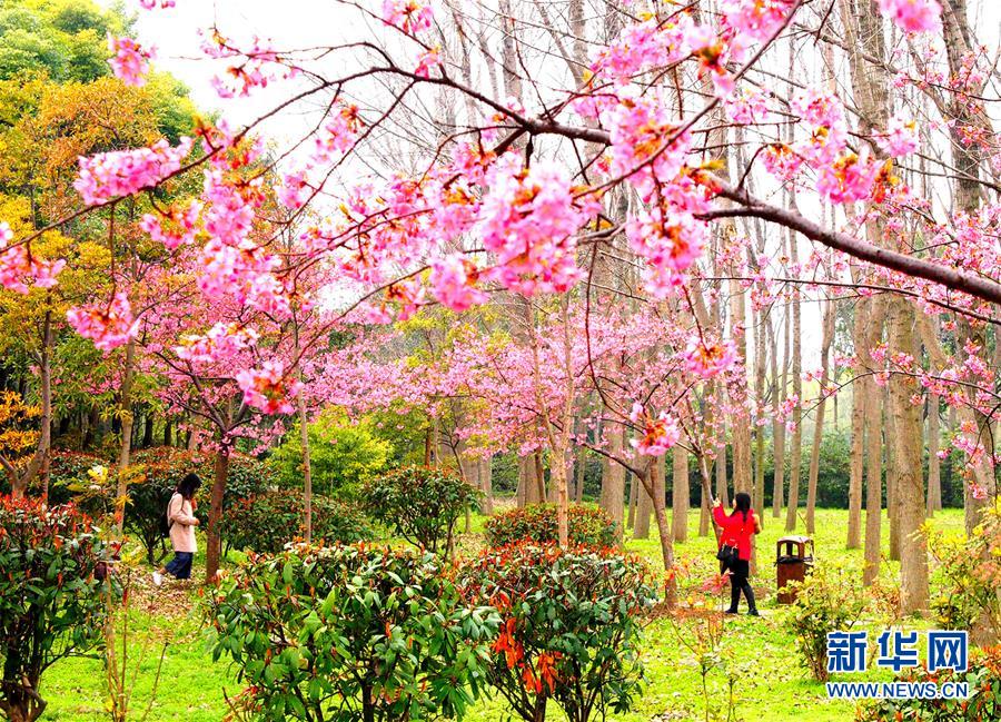 （社会）（2）上海樱花节即将揭幕