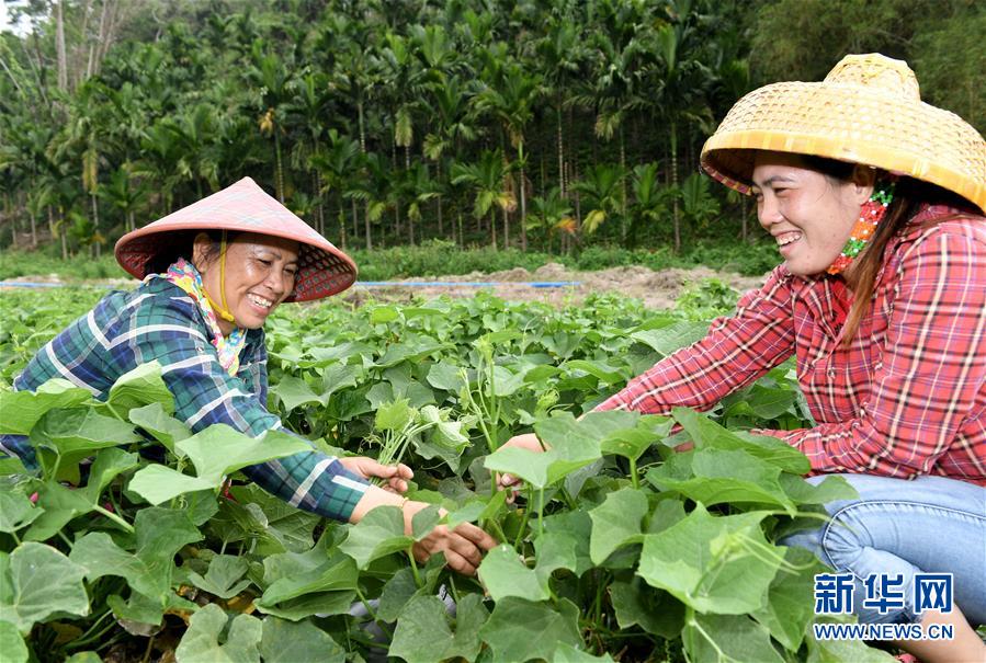 （社会）（3）五指山：龙须菜助农脱贫致富