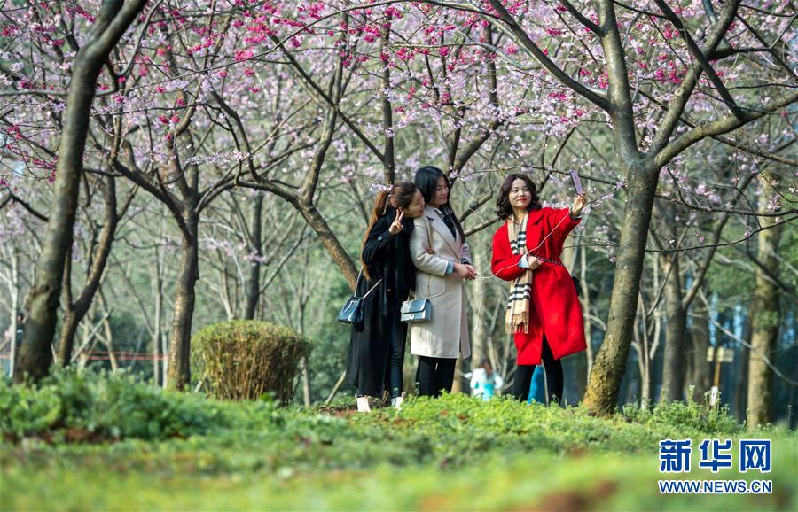 （社会）（3）武汉东湖樱花节开幕