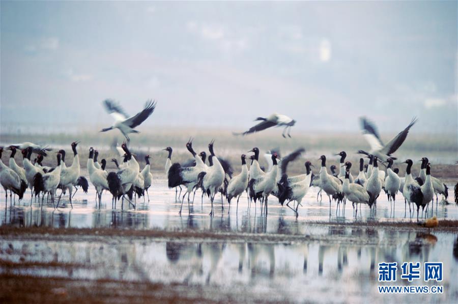 （图文互动）10万余只候鸟在贵州草海度过冬天陆续北迁