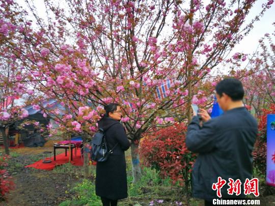 游人在樱花树下拍照留影。　杨海燕　摄
