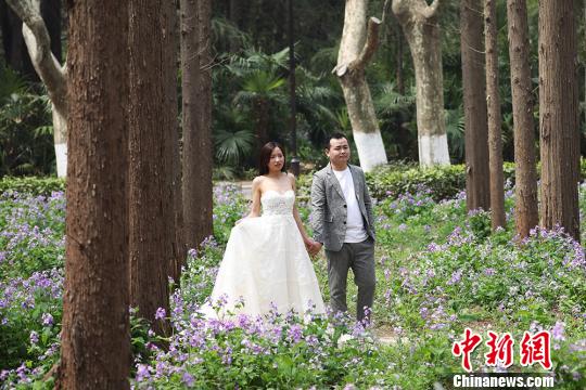 南京理工大学二月兰盛开“醉”美校园
