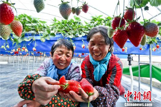 甘肃戈壁滩上种草莓成农民致富“新亮点”