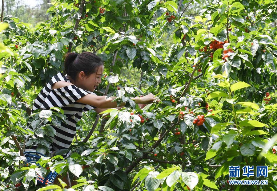 （经济）（2）云南富民：林果种植助农增收