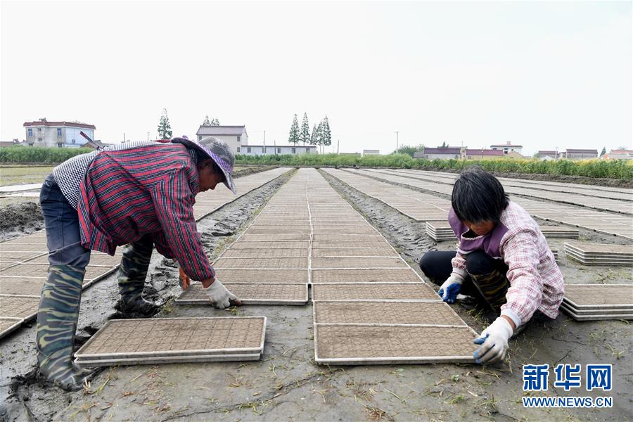 #（社会）（3）江苏海安：夏收夏种进行时