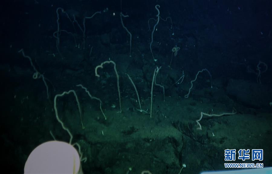 （图文互动）（5）我国科学家在南海甘泉海台首次发现冷水珊瑚群