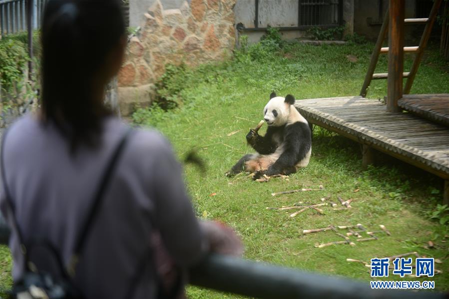 #（社会）（4）大熊猫“瑛美”告别扬州回家乡四川