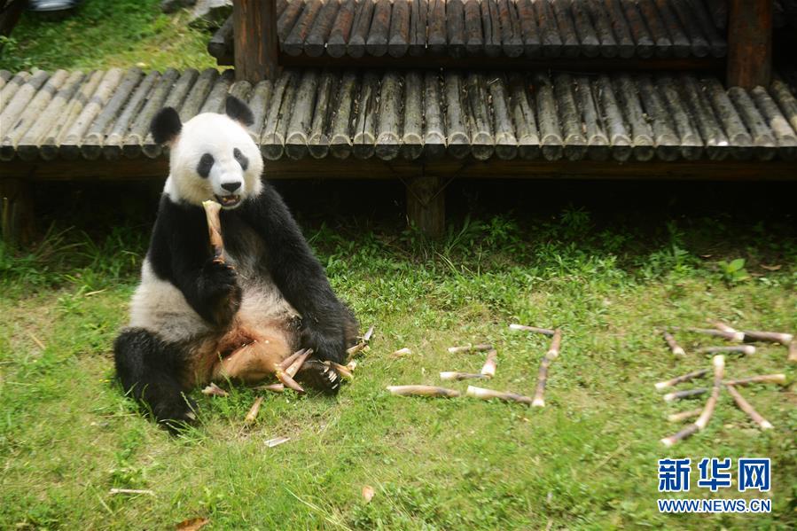 #（社会）（2）大熊猫“瑛美”告别扬州回家乡四川