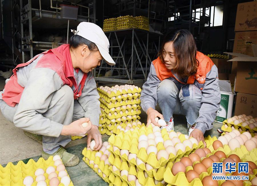 （社会）（2）云南镇雄：农家女返乡创业 带动乡亲养鸡脱贫