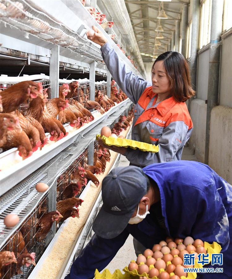 （社会）（4）云南镇雄：农家女返乡创业 带动乡亲养鸡脱贫