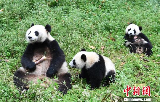 大熊猫“海子”携双胞胎宝宝玩耍迷死大熊猫粉丝