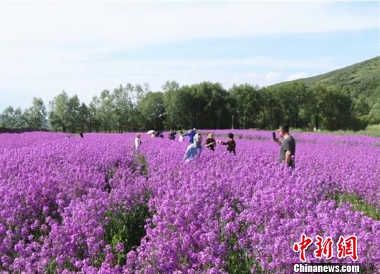 鲁冰花盛放黄土高原引游人“徜徉花海”