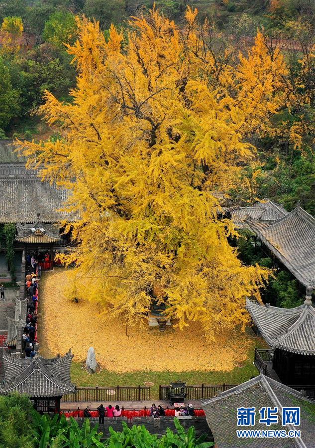 千年银杏立古刹 叶随风雨满地金