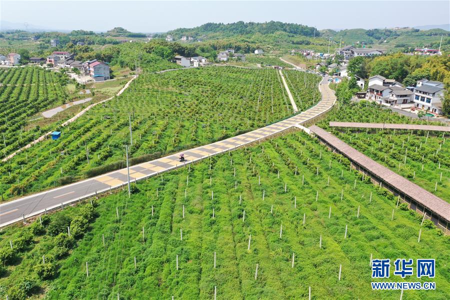 （社会）（1）重庆忠县：田园综合体开辟乡村振兴路