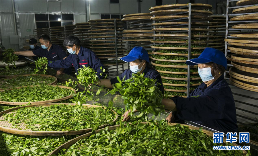 茶叶生产车间里,制茶工人在摊晾野茶. 覃涛 摄