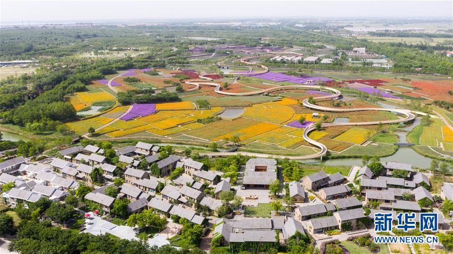 江苏宿迁衲田花海五彩大地