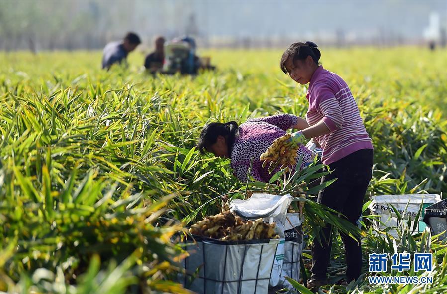 河北行唐生姜种植助农增收